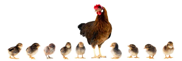 Kyckling med liten chick isolerad — Stockfoto