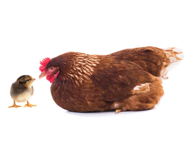Brązowy kura i pisklę na białym tle — Zdjęcie stockowe