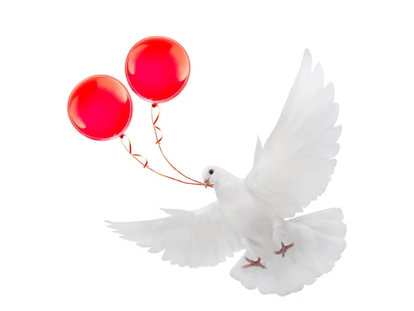 Free flying white dove with red balloons — Stock Photo, Image