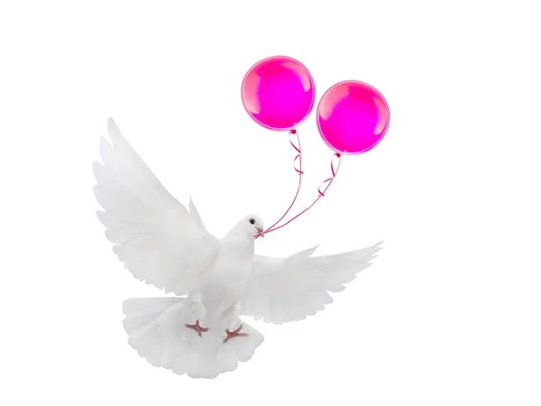 Darmowe latające biały gołąb z różowymi balonami — Zdjęcie stockowe