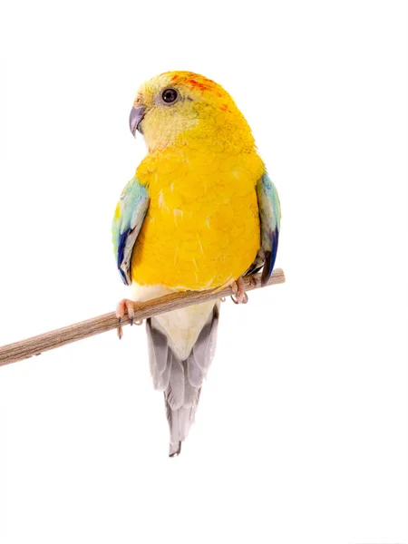Papagei (haematonotus psephotus) isoliert — Stockfoto