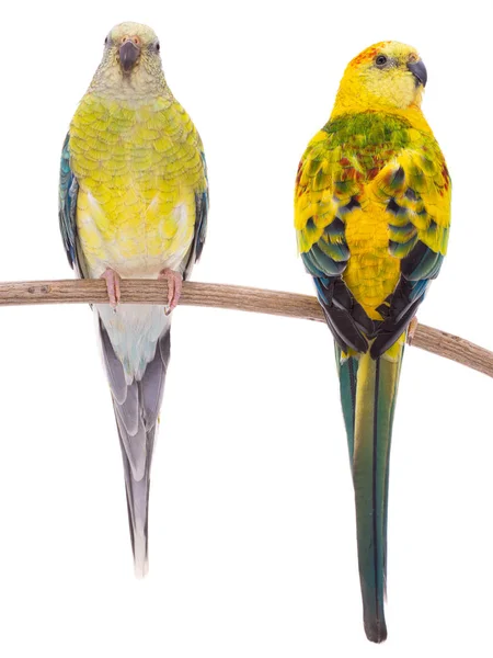 Male and female parrot (haematonotus psephotus) isolated — Stock Photo, Image