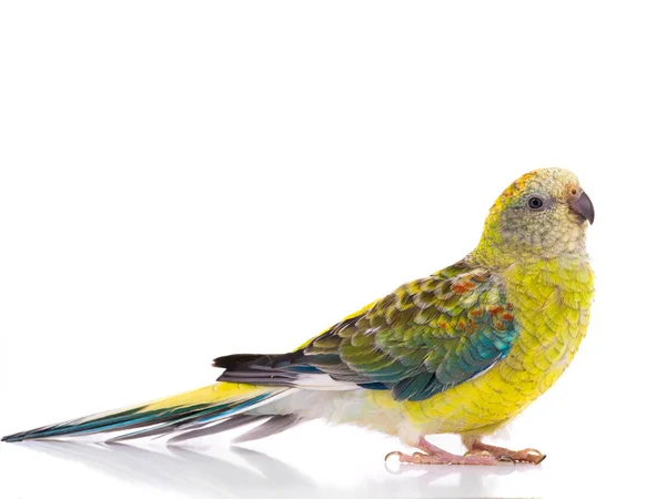 Parrot female (haematonotus psephotus) isolated — Stock Photo, Image