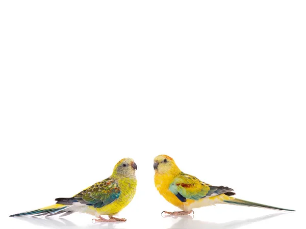 Male and female parrot (haematonotus psephotus) isolated — Stock Photo, Image