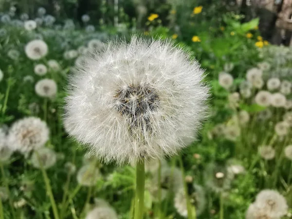 Dandelion in a clearing — Stock Photo, Image