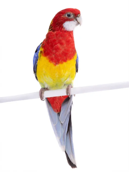 Rosella perroquet isolé — Photo