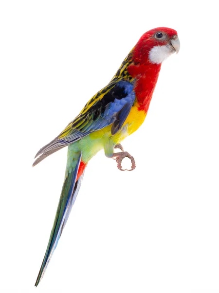 Rosella Papagei isoliert — Stockfoto