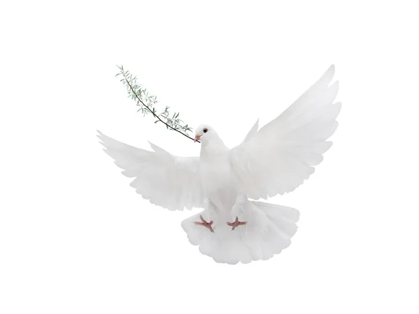 Frei fliegende weiße Taube isoliert — Stockfoto