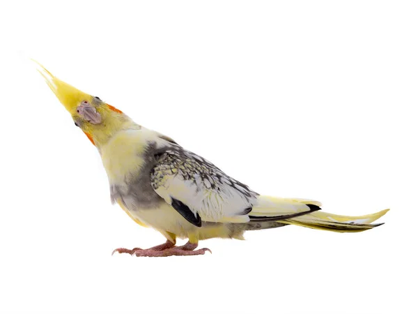 Sersemlemiş cockatiel papağan izole — Stok fotoğraf