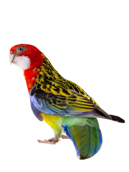 Papagaio-da-roselha isolado — Fotografia de Stock