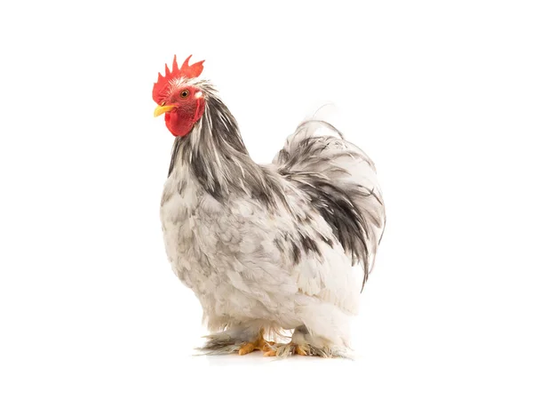 Gallo di cocco isolato su bianco — Foto Stock