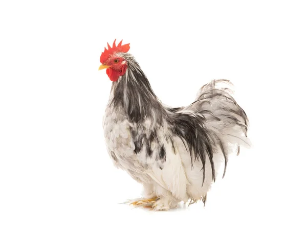 Gallo di cocco isolato su bianco — Foto Stock