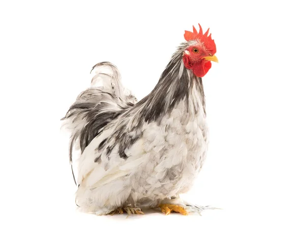 白で隔離されたコチン鶏 — ストック写真