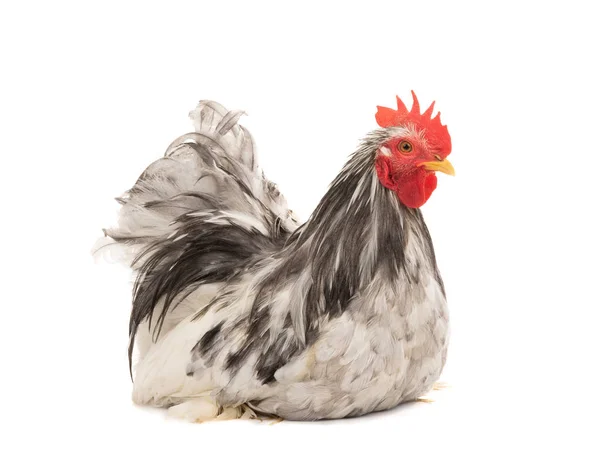 Gallo Cochin aislado en blanco — Foto de Stock