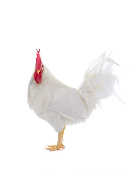 Bellissimo gallo bianco isolato — Foto Stock