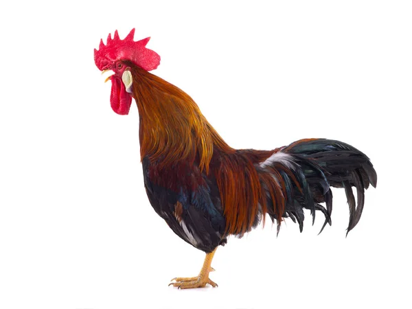Ayam diisolasi pada warna putih — Stok Foto