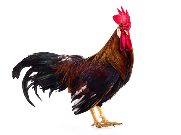Ayam diisolasi pada warna putih — Stok Foto