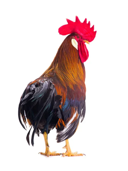 Rooster  isolated on white — Stock Photo, Image