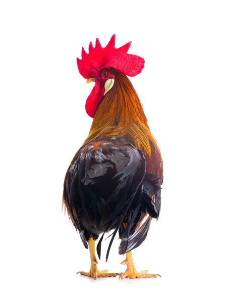 Rooster  isolated on white — Stock Photo, Image