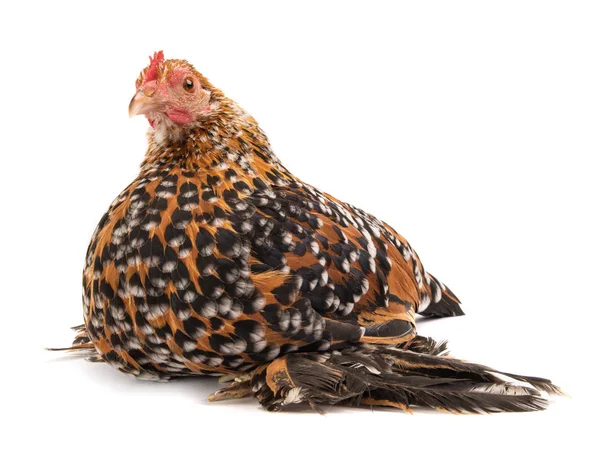 Pollo gallina Milfleur isolato — Foto Stock