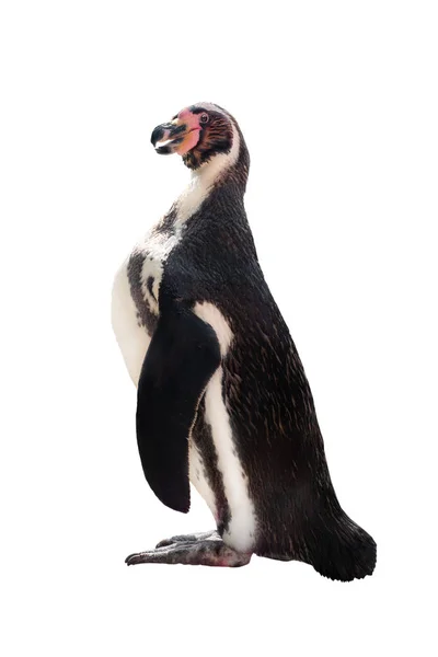Pingouin isolé sur Blanc — Photo