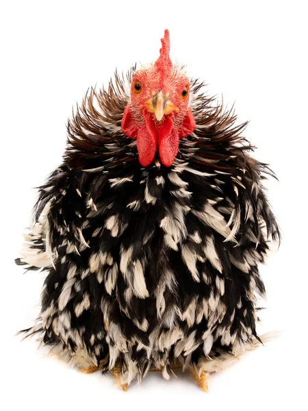 Rooster isolated — Stock Photo, Image