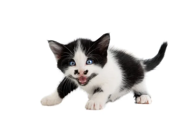 White spotted kitten on white — Stock Photo, Image