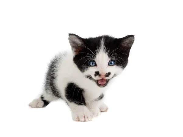 White spotted kitten on white — Stock Photo, Image