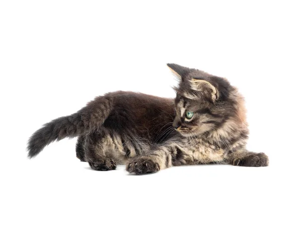 Gris gatito se encuentra en un blanco — Foto de Stock