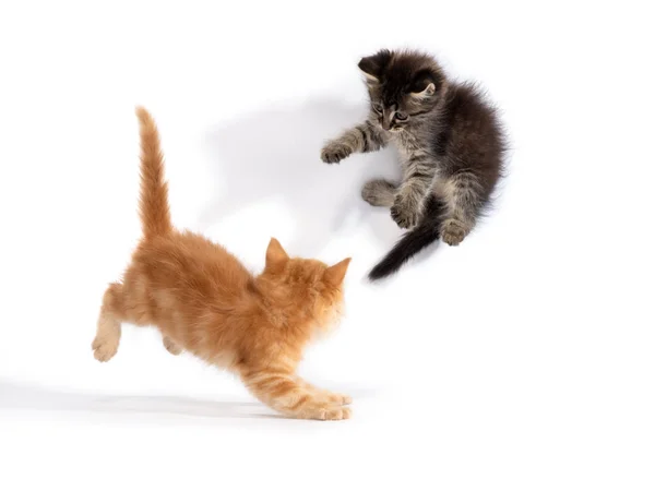 Kittens frolic on a white — Stock Photo, Image