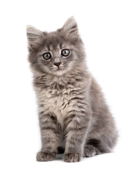 Gray kitten on a white — Stock Photo, Image