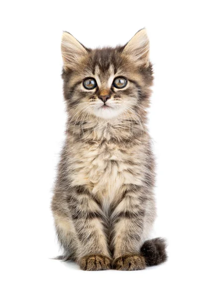 Brown kitten on a white — Stock Photo, Image