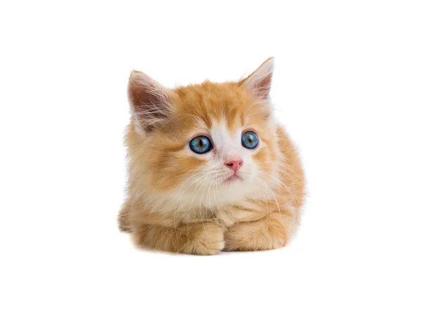 Orange kitten lies on a white — Stock Photo, Image