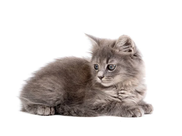 Gray kitten sitting on a white — Stock Photo, Image