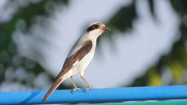 Shrike respaldado rojo en la naturaleza — Foto de Stock