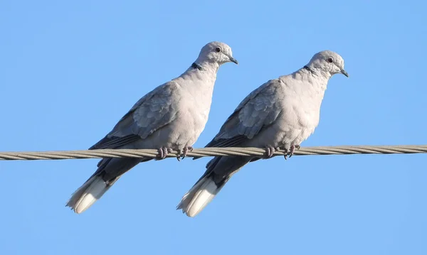 Duas pombas-tartaruga europeias — Fotografia de Stock