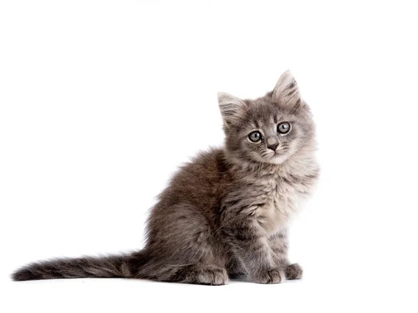 Gray kitten sitting on a white Royalty Free Stock Photos