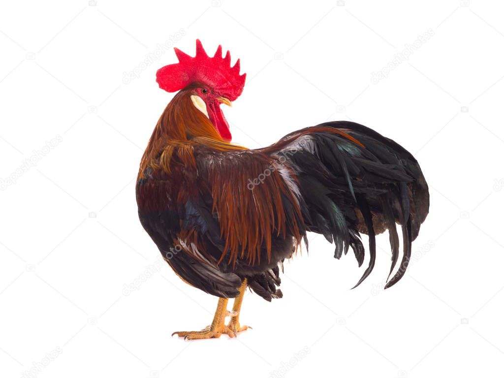 rooster  isolated on white 