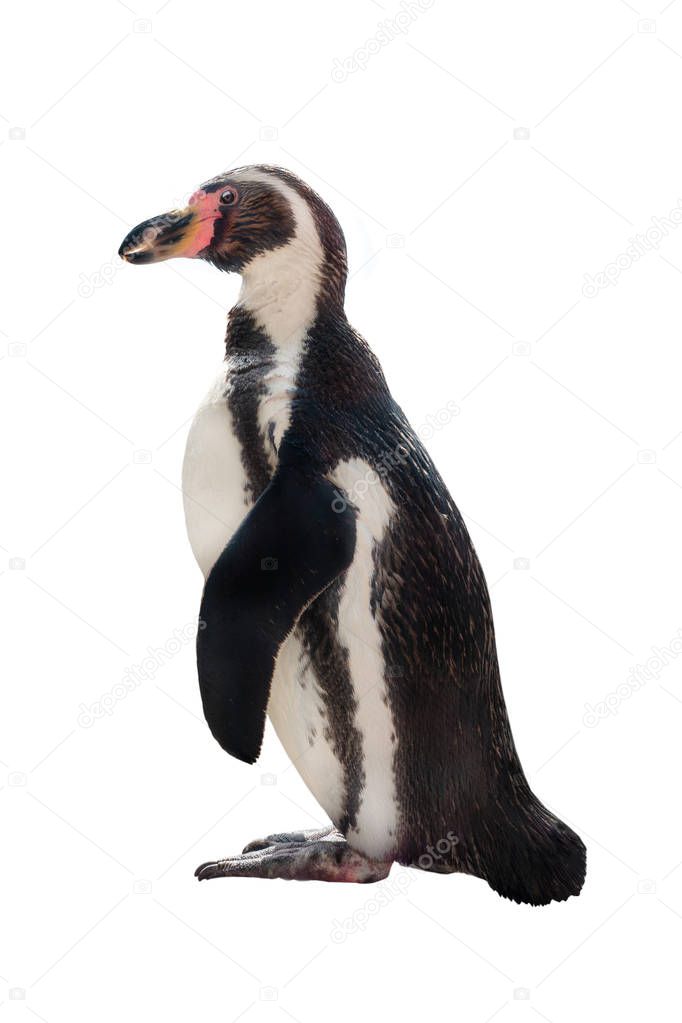 penguin isolated on white 