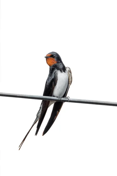 Swallow barn isolated on white — Stock Photo, Image