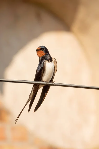 Scheunenschwalbe in freier Wildbahn — Stockfoto