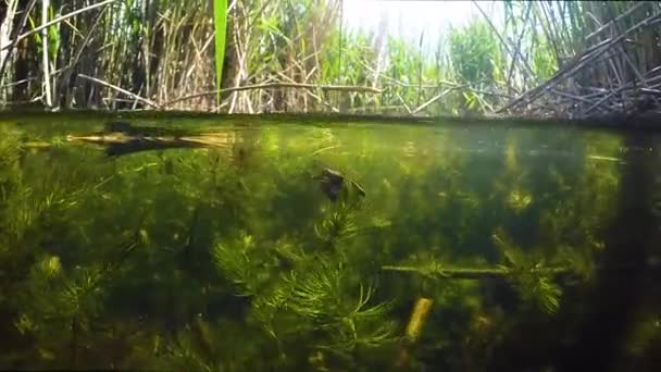 Dytiscidae Chrząszcz Matowanie Wodzie Jeziora — Wideo stockowe