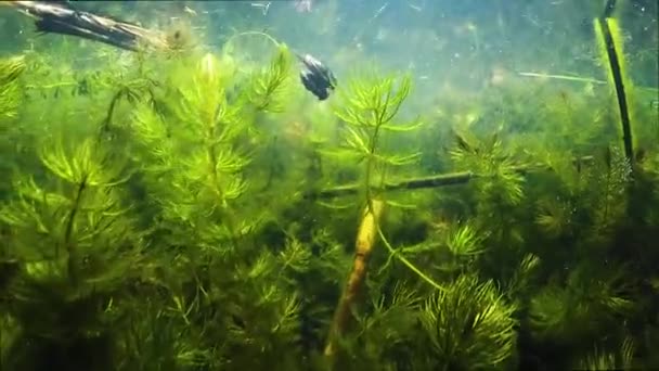 Dytiscidae Beetle Parning Sjön Vatten — Stockvideo