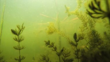 gölün dibinde yüzen küçük balık