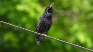 sığırcık vahşi şarkı lar