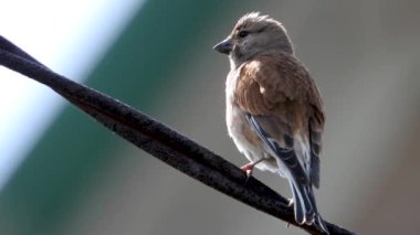 Avrasya Linnet vahşi şarkı