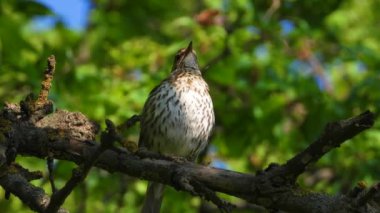 Ormanın arka planında şarkı ardıç kuşu savuruyor. canlı ses