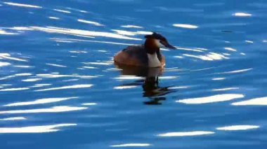 gölün arka planda grebe büyük yüzme ördeği, ses