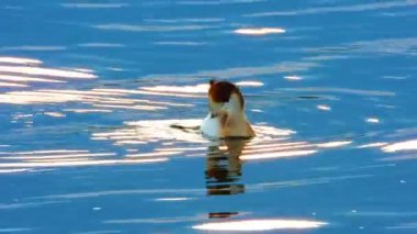 gölün arka planda grebe büyük yüzme ördeği