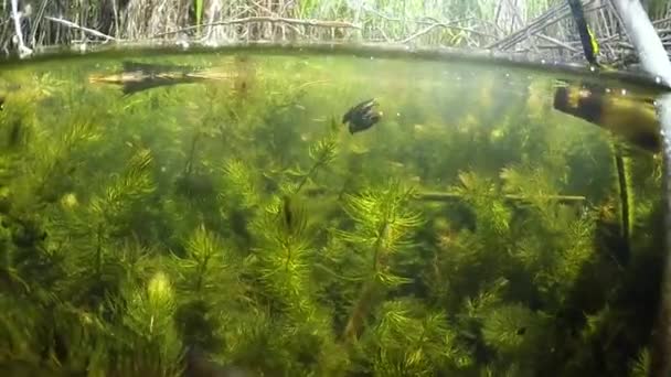 호수물에서 짝짓기하는 Dytiscidae 딱정벌레 — 비디오